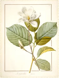 Magnolia Yulan、Magnolia Denudata、1812（ベラム上の痕跡量のグラファイト上のトイレットとボディカラー）